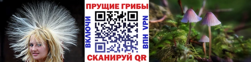 Псилоцибиновые грибы Psilocybine cubensis гидра ссылка Старый Оскол купить наркотик